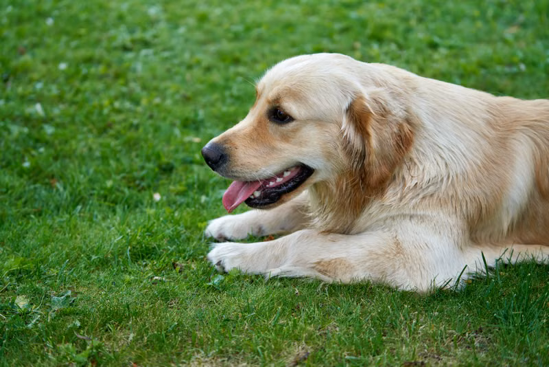 Dog relaxing during boarding