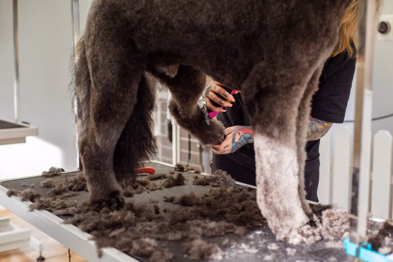 Professional dog grooming